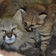 Illustration for article titled ZOMG BABY PAMPAS CATS!!!